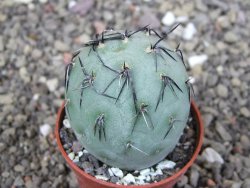 Tephrocactus geometricus, pot 5,5 cm - 12409048