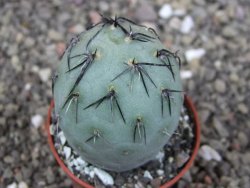 Tephrocactus geometricus, pot 5,5 cm