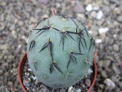 Tephrocactus geometricus, pot 5,5 cm - 12409050