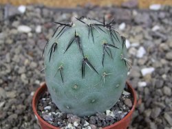 Tephrocactus geometricus, pot 5,5 cm - 12409051