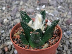 Ariocarpus bravoanus El Ňuňez pot 5,5 cm - 12409054