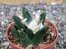 Ariocarpus bravoanus El Ňuňez pot 5,5 cm - 12409056