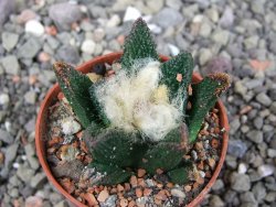 Ariocarpus bravoanus El Ňuňez pot 5,5 cm