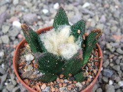 Ariocarpus bravoanus El Ňuňez pot 5,5 cm - 12409062