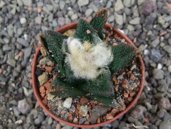 Ariocarpus bravoanus El Ňuňez pot 5,5 cm - 12409063