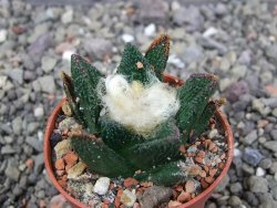 Ariocarpus bravoanus El Ňuňez pot 5,5 cm - 12409064