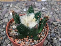 Ariocarpus bravoanus El Ňuňez pot 5,5 cm - 12409065