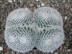Mammillaria morganiana XL, pot 8,5 cm - 12409081