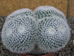 Mammillaria morganiana XL, pot 8,5 cm - 12409083