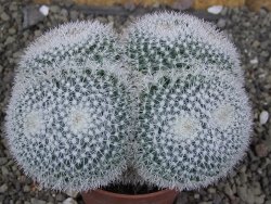 Mammillaria morganiana XL, pot 8,5 cm