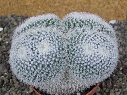 Mammillaria morganiana XL, pot 8,5 cm - 12409085