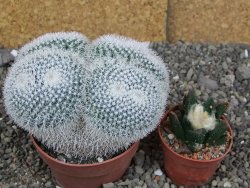 Mammillaria morganiana XL, pot 8,5 cm - 12409086
