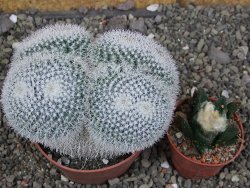 Mammillaria morganiana XL, pot 8,5 cm - 12409087