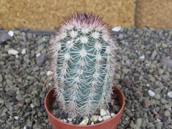 Echinocereus dasyacanthus, pot 6,5 cm