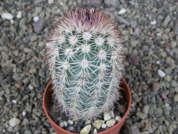 Echinocereus dasyacanthus, pot 6,5 cm - 12409090