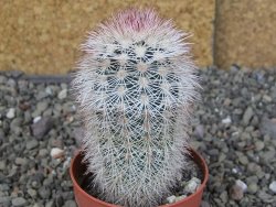 Echinocereus dasyacanthus, pot 6,5 cm