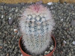 Echinocereus dasyacanthus, pot 6,5 cm - 12409092
