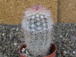Echinocereus dasyacanthus, pot 6,5 cm - 12409093