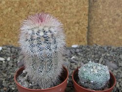 Echinocereus dasyacanthus, pot 6,5 cm - 12409094