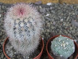 Echinocereus dasyacanthus, pot 6,5 cm - 12409095