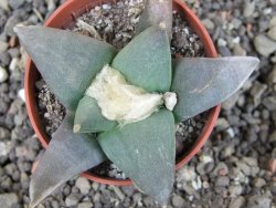 Ariocarpus retusus ? minimus El Ranchito Casilas pot 5,5 cm