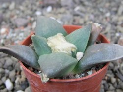 Ariocarpus retusus ? minimus El Ranchito Casilas pot 5,5 cm - 12409098