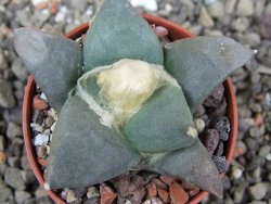 Ariocarpus retusus ? minimus El Ranchito Casilas pot 5,5 cm