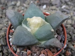 Ariocarpus retusus ? minimus El Ranchito Casilas pot 5,5 cm - 12409100