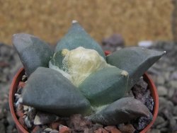 Ariocarpus retusus ? minimus El Ranchito Casilas pot 5,5 cm - 12409101