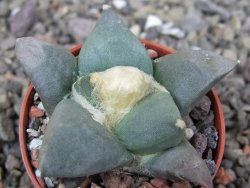 Ariocarpus retusus ? minimus El Ranchito Casilas pot 5,5 cm - 12409102