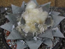 Ariocarpus retusus pot 12 cm cites IA - 12409112