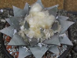 Ariocarpus retusus pot 12 cm cites IA - 12409113