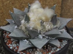 Ariocarpus retusus pot 12 cm cites IA - 12409114