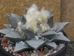 Ariocarpus retusus pot 12 cm cites IA