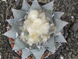 Ariocarpus retusus pot 12 cm cites IA - 12409116