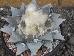 Ariocarpus retusus pot 12 cm cites IA - 12409117