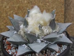 Ariocarpus retusus pot 12 cm cites IA - 12409118