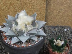 Ariocarpus retusus pot 12 cm cites IA - 12409119