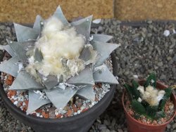 Ariocarpus retusus pot 12 cm cites IA - 12409120