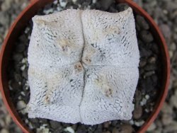 Asrophytum coahuilense Hakuran Snow quadricostatum pot 6,5 cm Roubovaný - 12409121