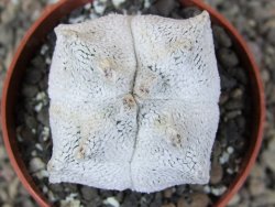 Asrophytum coahuilense Hakuran Snow quadricostatum pot 6,5 cm Roubovaný - 12409122