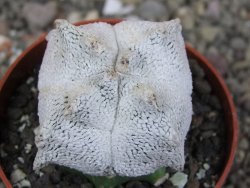 Asrophytum coahuilense Hakuran Snow quadricostatum pot 6,5 cm Roubovaný - 12409123