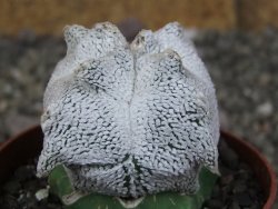 Asrophytum coahuilense Hakuran Snow quadricostatum pot 6,5 cm Roubovaný - 12409124