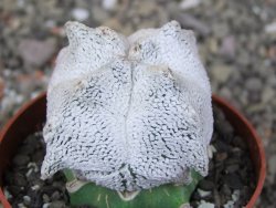 Asrophytum coahuilense Hakuran Snow quadricostatum pot 6,5 cm Roubovaný - 12409125