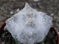 Asrophytum coahuilense Hakuran Snow quadricostatum pot 6,5 cm Roubovaný - 12409126