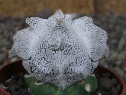 Asrophytum coahuilense Hakuran Snow quadricostatum pot 6,5 cm Roubovaný