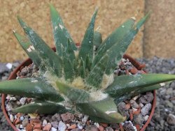 Ariocarpus trigonus elongatus San Antonio pot 10,5 cm