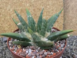 Ariocarpus trigonus elongatus San Antonio pot 10,5 cm - 12409130