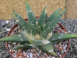 Ariocarpus trigonus elongatus San Antonio pot 10,5 cm - 12409131
