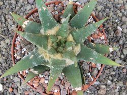 Ariocarpus trigonus elongatus San Antonio pot 10,5 cm - 12409132